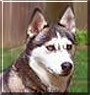 Tasha