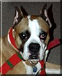 Mugsy