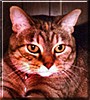 Cujo