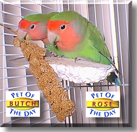 Butch and Rose, the Pet of the Day