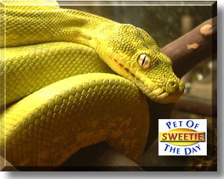 Sweetie, the Pet of the Day