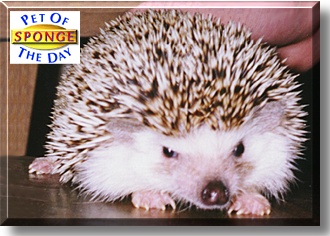 Sponge, the Pet of the Day