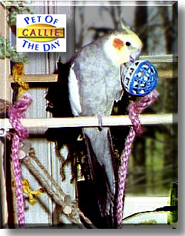 Callie, the Pet of the Day