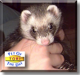 Tori, the Pet of the Day