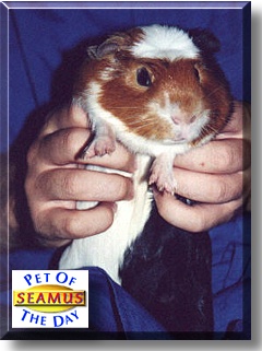 Seamus, the Pet of the Day
