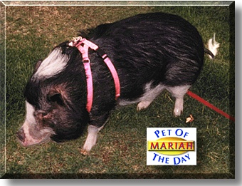 Mariah, the Pet of the Day