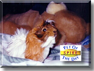 Spike, the Pet of the Day