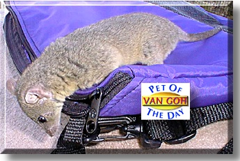 Van Goh, the Pet of the Day
