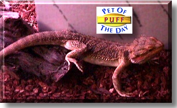 Puff, the Pet of the Day
