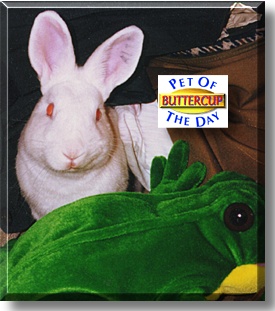 Buttercup, the Pet of the Day