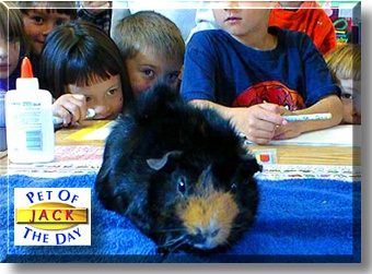 Jack, the Pet of the Day