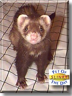Slinky, the Pet of the Day