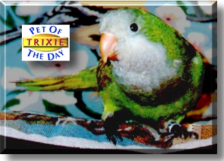 Trixie, the Pet of the Day
