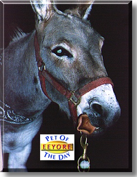 Eeyore, the Pet of the Day