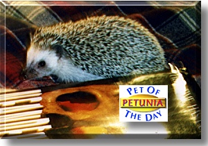 Petunia, the Pet of the Day