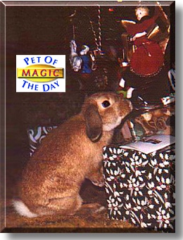 Magic, the Pet of the Day