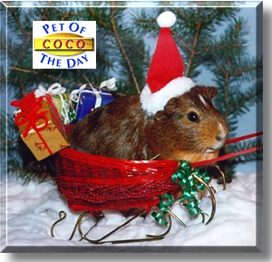 CoCo, the Pet of the Day