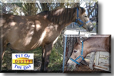 Dusty, the Pet of the Day