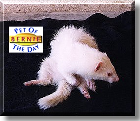 Bernie, the Pet of the Day