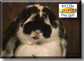 Jasper, the Pet of the Day