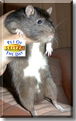 Skitza, the Pet of the Day