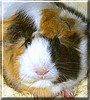 Snowball
