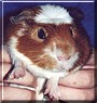 Seamus