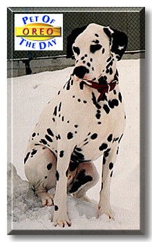 Oreo, the Pet of the Day