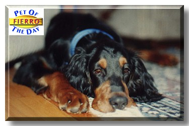 Fierro, the Pet of the Day