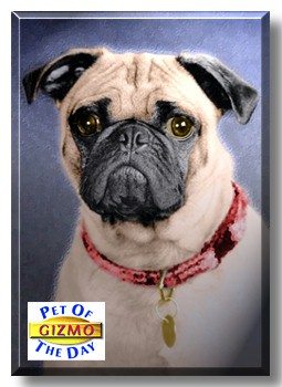Gizmo, the Pet of the Day