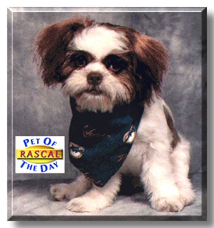Rascal, the Pet of the Day