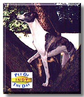 Indy, the Pet of the Day