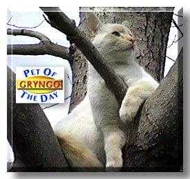 Gryngo Starr, the Pet of the Day