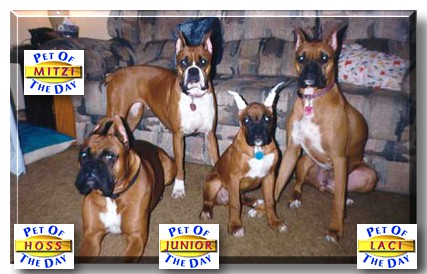 Hoss, Mitzi, Junior, Laci, the Pets of the Day