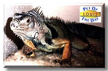 Louis, the Pet of the Day