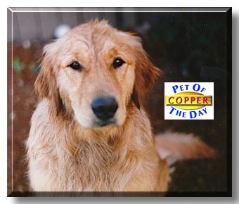 Copper, the Pet of the Day