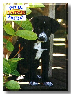 Nasdaq, the Pet of the Day