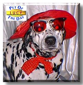Lucy, the Pet of the Day