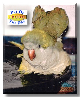 Frodo, the Pet of the Day