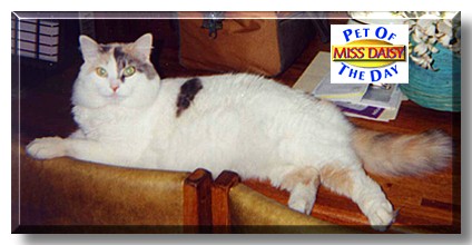 Miss Daisy, the Pet of the Day