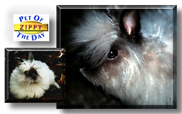 Zippy, the Pet of the Day