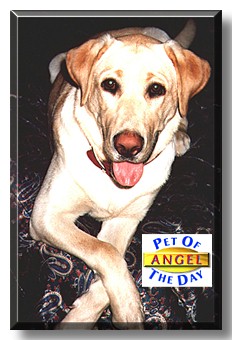 Angel, the Pet of the Day