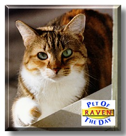 Raven, the Pet of the Day