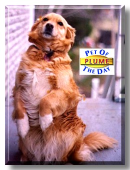 Plume, the Pet of the Day