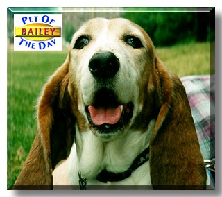 Bailey, the Pet of the Day