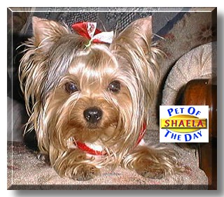 Shaela, the Pet of the Day