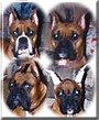 Hoss, Mitzi, Junior, Laci