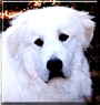 Samson