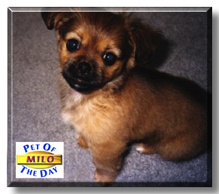 Milo, the Pet of the Day