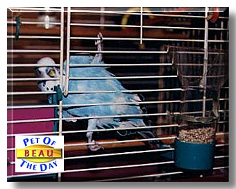 Beau, the Pet of the Day